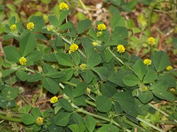 Trifolium nigrescens, Medicago lupulina, Trifolium campestre